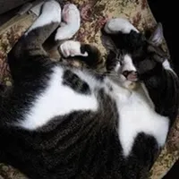 nekoruriのアイコン