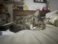 すぎべのアイコン